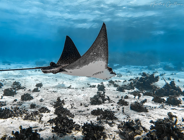 raie aigle à point blancs whitespotted eagle ray