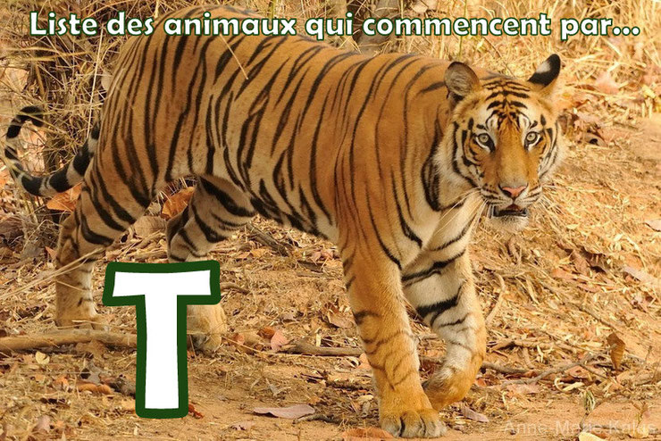 liste des animaux qui commencent par la lettre T