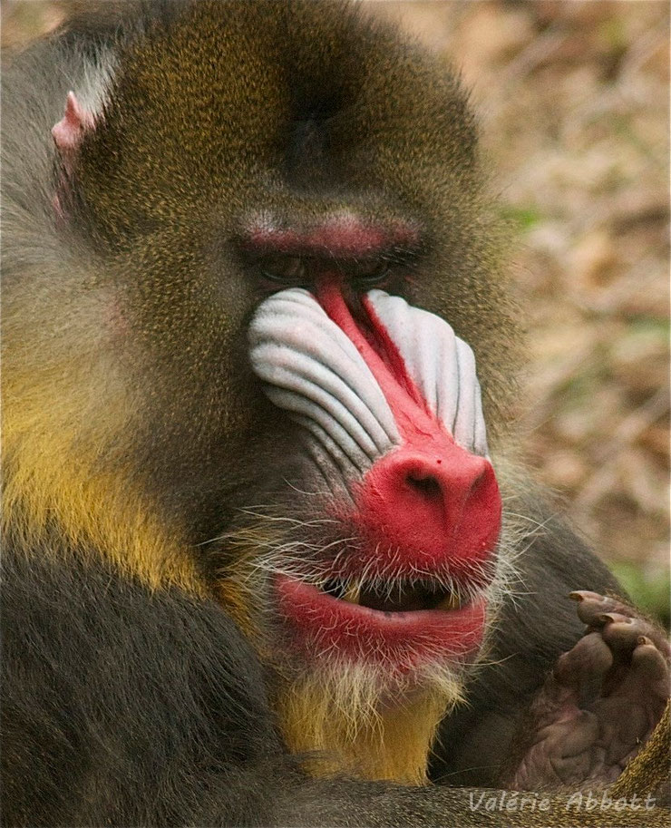 mandrill