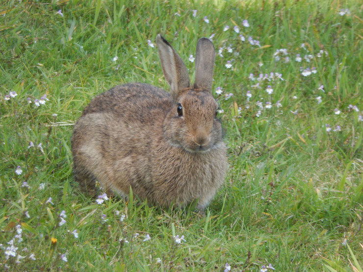 fiche animaux lapin de garenne