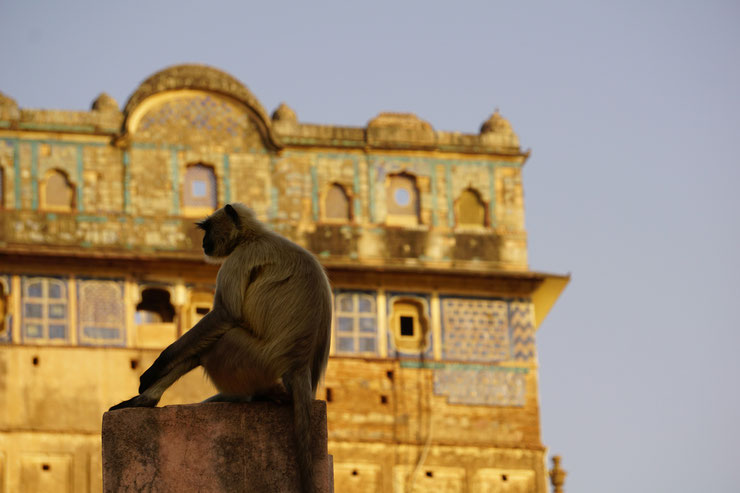 singe assis devant temple Inde