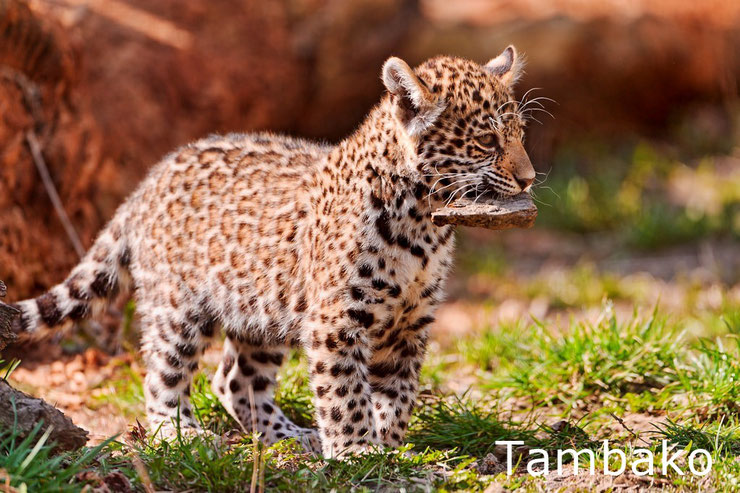 bebe leopard panthere animaux mignons cute cub kittens animals baby