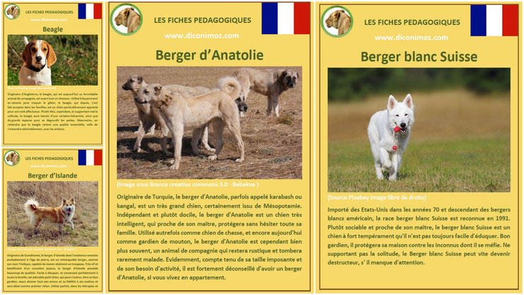 fiche animaux animal de compagnie  chien à telecharger et a imprimer pdf comportement origine caractere berger blanc suisse islande anatolie beagle