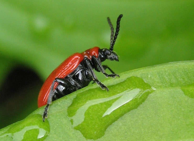 criocere du lis  fiche insecte animaux jardin