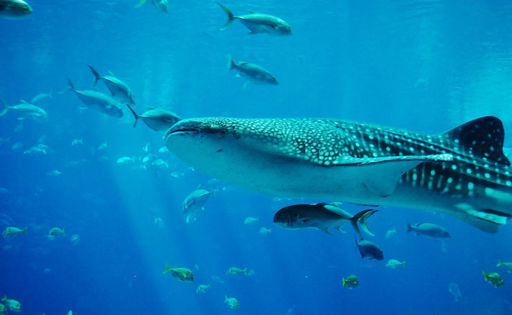 requin baleine fiche poisson animaux