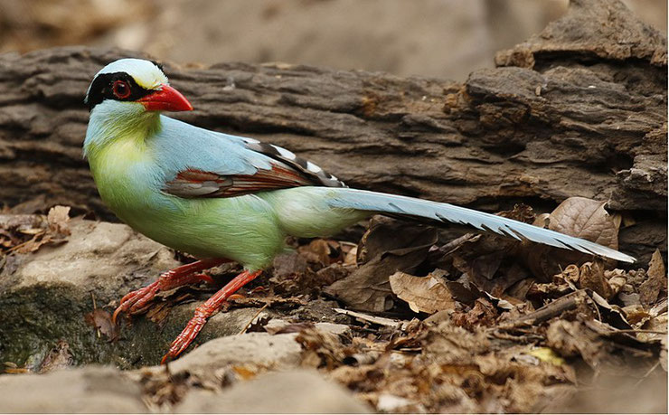 pirolle verte fiche animaux oiseaux animal facts bird common green magpie