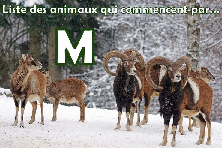 Liste des animaux commençant par la lettre "M"