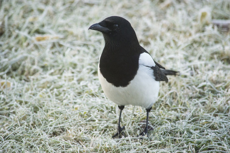 pie bavarde fiche animaux oiseaux eurasian magpie animal facts bird