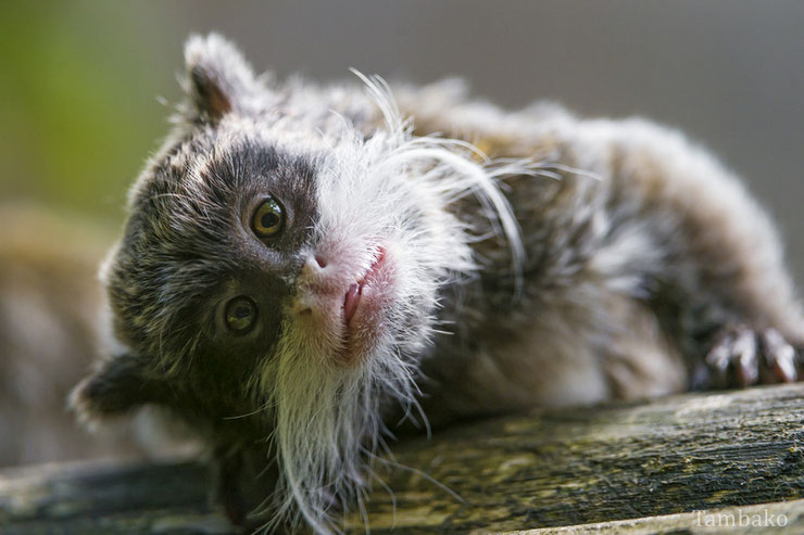 liste des animaux d'amazonie tamarin empereur