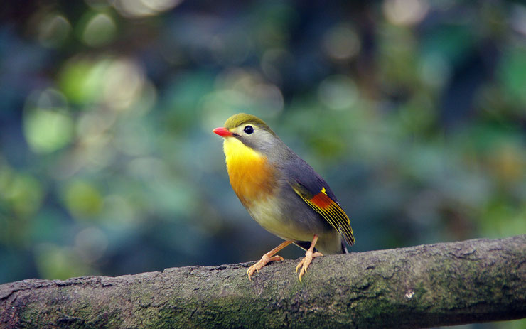 leiothrix jaune rossignol du japon fiche oiseaux taille poids habitat repartition