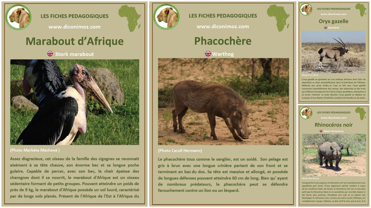 fiches animaux afrique à telecharger et a imprimer pdf download animal fact africa marabout phacochere oryx gazelle rhinoceros noir