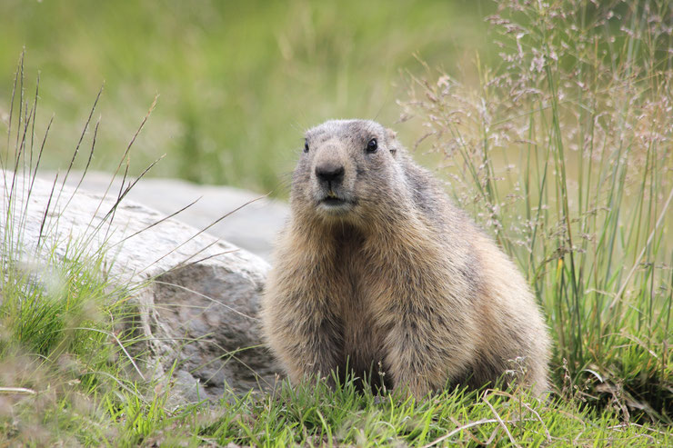 marmotte faune autour du lac d'annecy alpes france