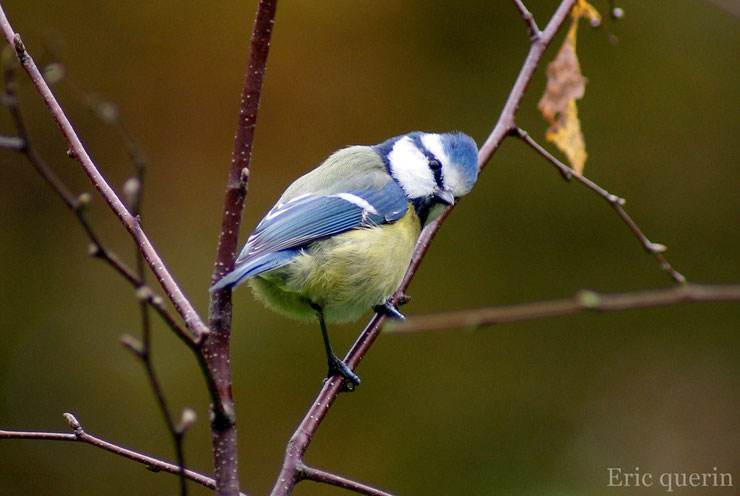 les oiseaux de nos jardins la mésange bleue