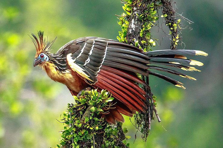 hoazin huppe fiche animaux oiseaux amerique du sud hoatzin animals bird facts 