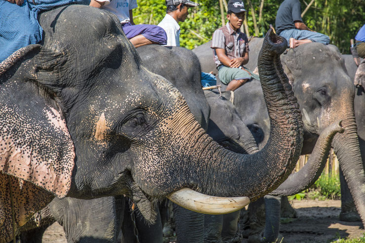 les conditions de vie épuisantes des éléphants d'asie