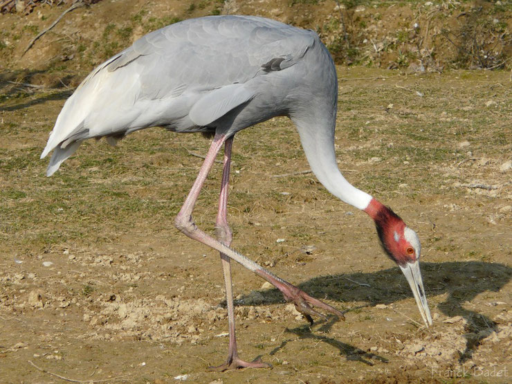 grue antigone plus grand oiseau du monde