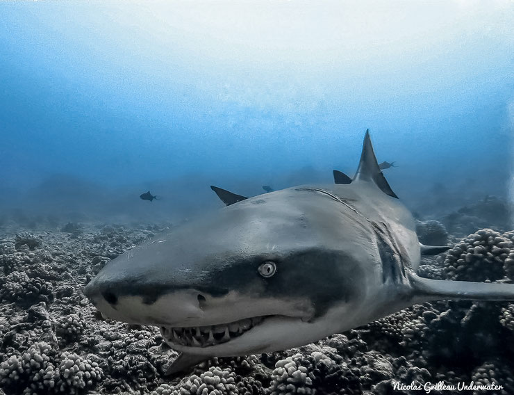 ficha animaux requin citron polynesie française tahiti Negaprion brevirostris portrait poisson