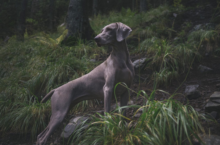 liste des races de chiens braque de weimar