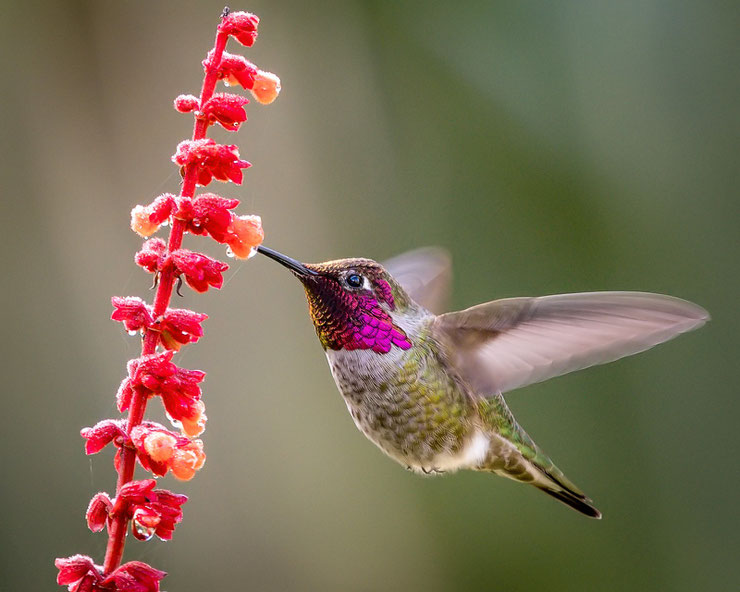 colibri d'anna fiche oiseaux animaux poids taille habitat distribution oiseau mouche