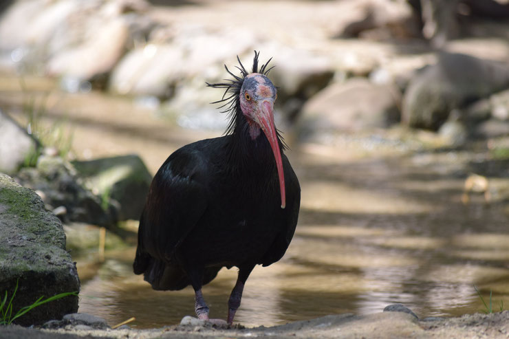 ibis chauve northern bald ibis