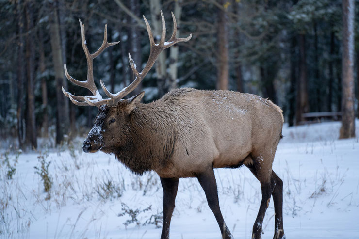 cerf wapiti animal totem amerindien