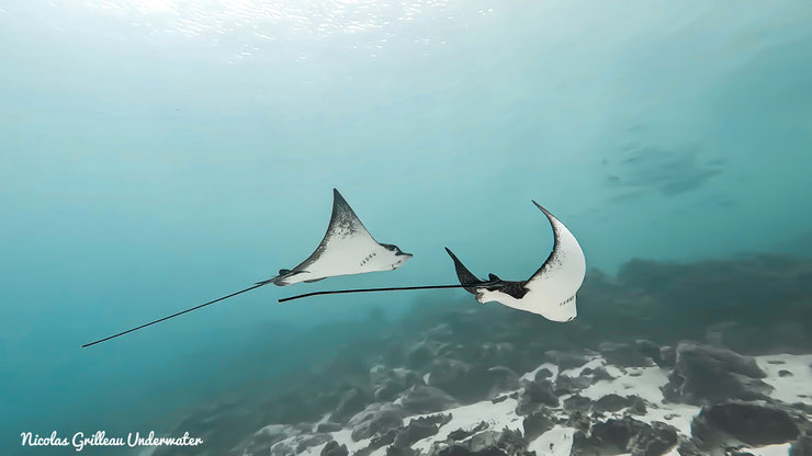 whitespotted eagle ray