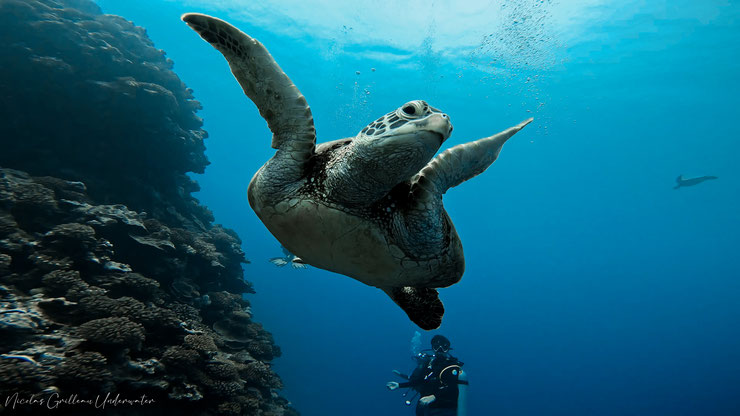 green sea turtle in french polynesia