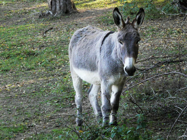 ANE DE PROVENCE Ane-de-provence