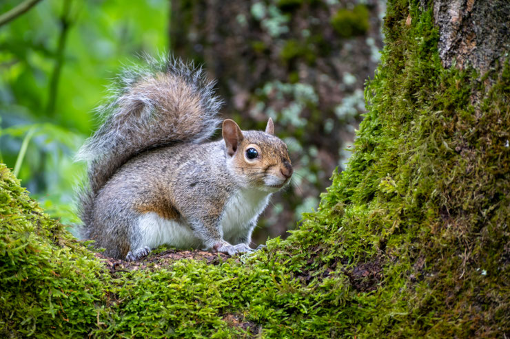 Ecureuil gris espèce invasive en France