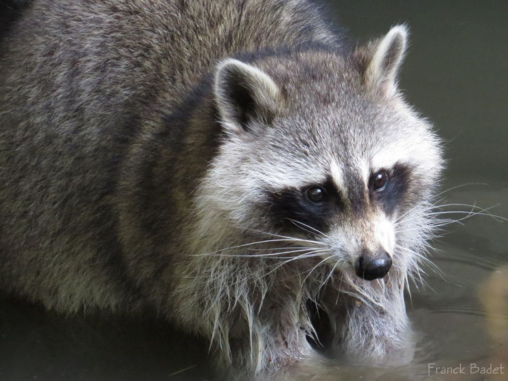 animaux canada quebec raton laveur racoon