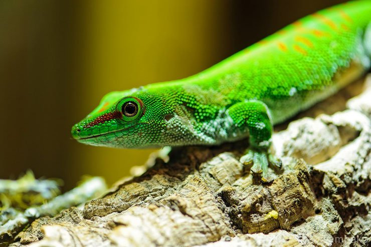 animaux madagascar gecko geant