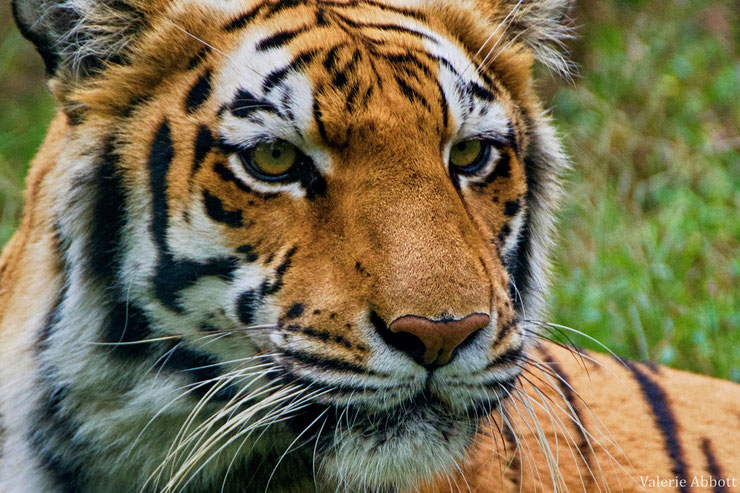 tigre du bengale fiche liste des animaux de l'inde