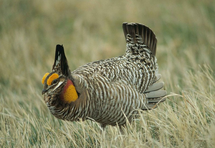 tetras des prairies fiche oiseaux animaux