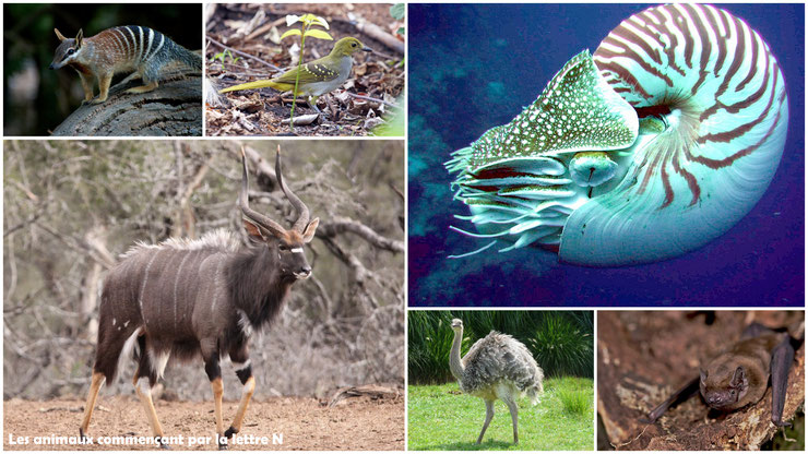 liste des animaux qui commence par la lettre N avec photos images