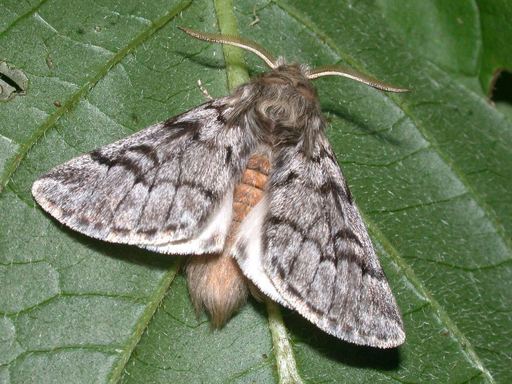 papillon processionnaire pin insectes ravageurs