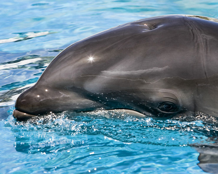 A la découverte du wolphin, cet hybride rare entre orque et dauphin