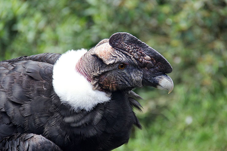 condor des andes fiche oiseaux animaux