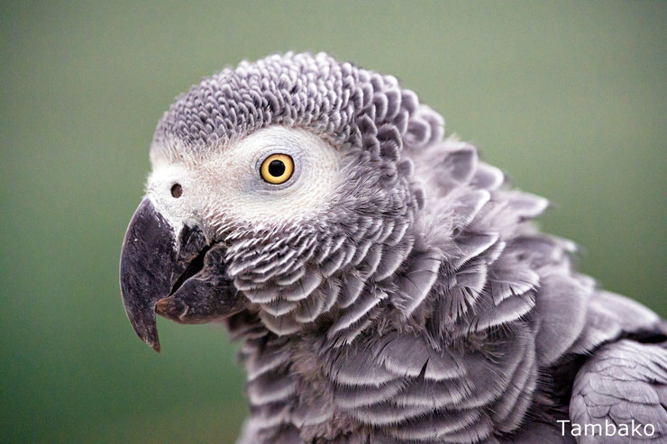 gris du gabon perroquet oiseau qui parle