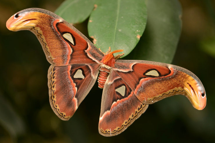 attacus atlas fiche papillon insectes animaux animal facts insects butterfly atlas moth