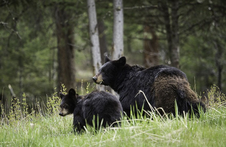 ours noir du canada ou baribal noms différents