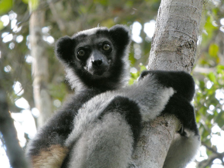 animaux madagascar indri