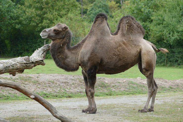 chameau de bactriane fiche animaux