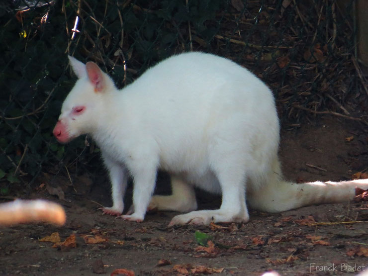 wallaby albinos