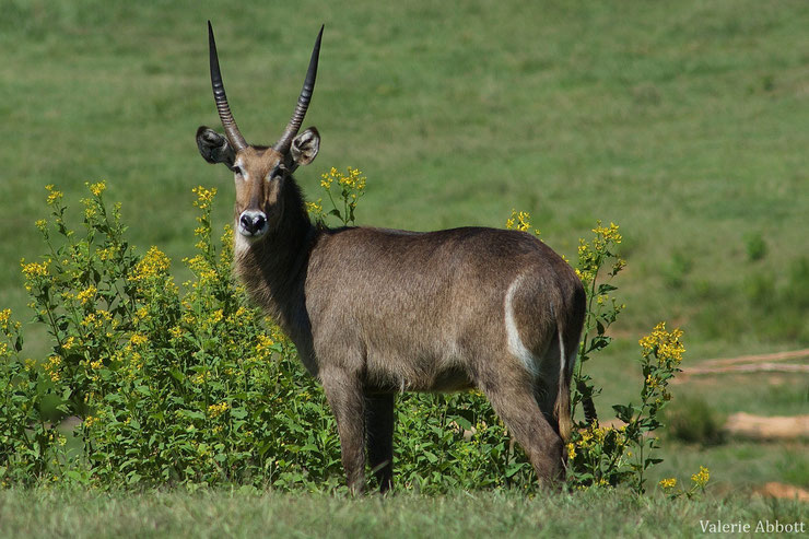 cobe a croissant ou waterbuck