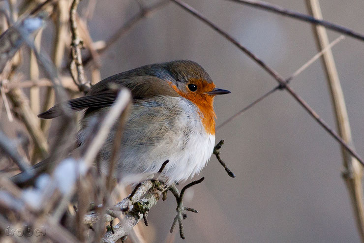 les oiseaux de nos jardins le rouge gorge