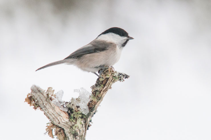 willow tit Poecile montanus oiseaux