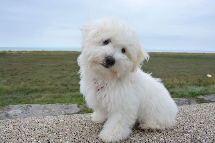 coton de tulear fiche chien animaux  caractere comportement origine poil couleur