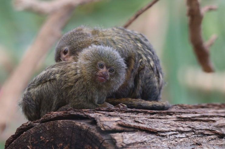 ouistiti pygmée pygmy marmoset fiche animaux primates