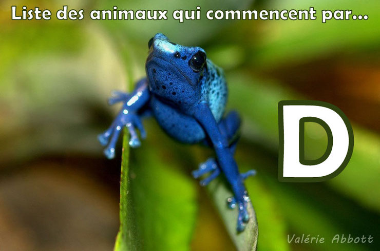 animal commencant par la lettre q