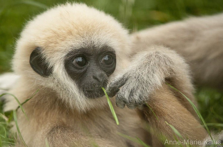 bebe singe gibbon a mains blanches animaux mignons cute animals monkey baby